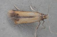 Coptotriche marginea