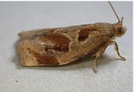 Archips crataegana