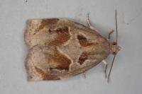Archips crataegana