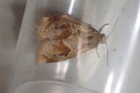 Archips crataegana