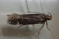 Aroga velocella
