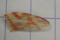 Hypercallia citrinalis