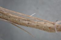 Emmelina monodactyla