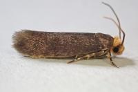Cephimallota crassiflavella