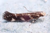 Eteobalea anonymella
