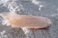Opostega salaciella