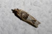 Crocidosema plebejana