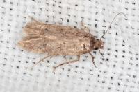 Bryotropha
