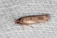 Bryotropha