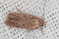 Bryotropha