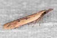 Dichomeris acuminata