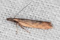 Dichomeris acuminata