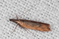 Dichomeris acuminata