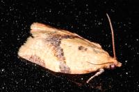 Clepsis consimilana