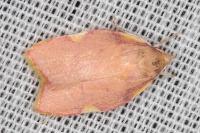 Carcina quercana