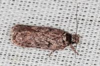 Depressaria douglasella