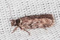 Depressaria douglasella