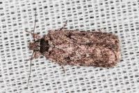 Depressaria douglasella