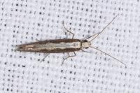 Plutella xylostella