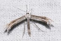 Calyciphora adamas