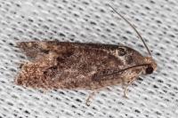 Cydia splendana