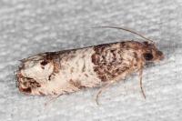 Notocelia incarnatana