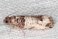 Notocelia incarnatana