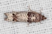 Notocelia incarnatana