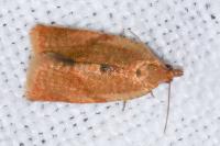 Clepsis consimilana