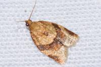 Clepsis consimilana