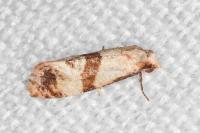 Phalonidia contractana