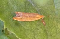 Eucosma