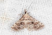 Alucita palodactyla