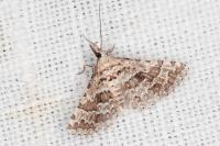 Alucita palodactyla