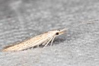 Coleophora texanella
