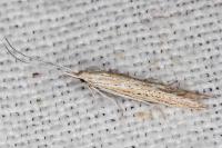 Coleophora texanella