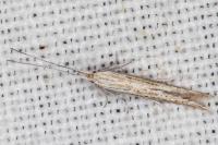 Coleophora texanella