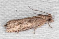 Bactra venosana