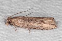 Bactra venosana