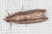 Bactra venosana
