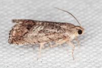 Cydia splendana