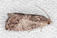 Cydia splendana