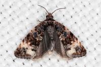 Endothenia gr. gentianaeana