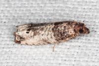 Notocelia incarnatana