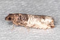 Notocelia incarnatana