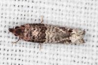 Notocelia incarnatana