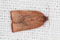 Cacoecimorpha pronubana