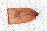 Cacoecimorpha pronubana