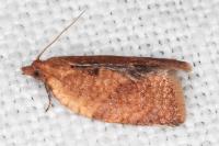 Clepsis consimilana