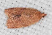 Clepsis consimilana